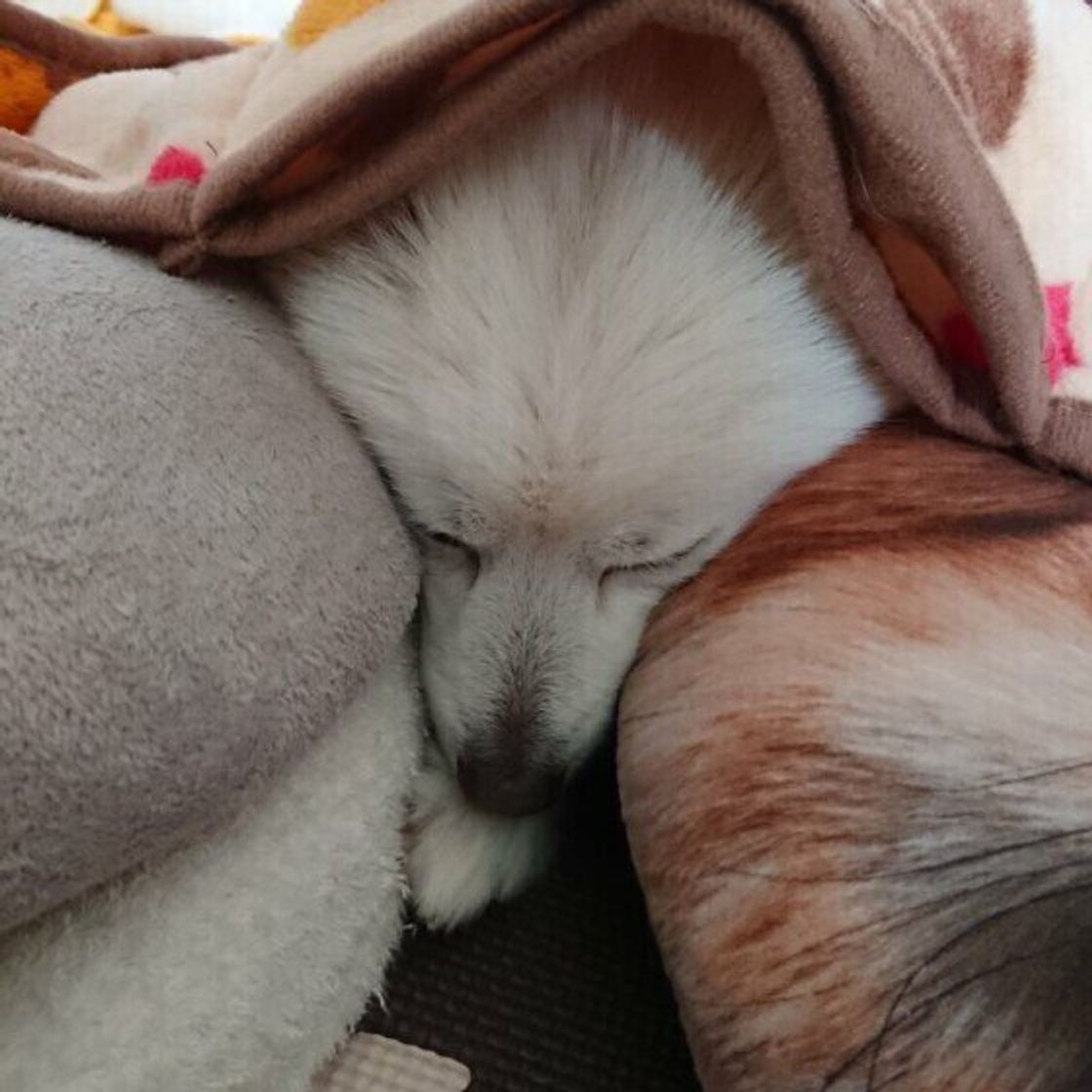 犬が挟まりたがるのはどうして かわいい画像集つきで解説 いぬのきもちweb Magazine 犬が挟まりたがるのはどうして かわいい画像集つきで解説 いぬのきもちweb Magazine