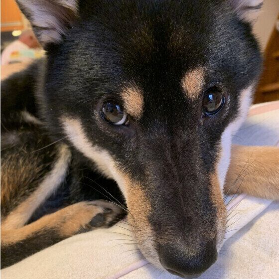 犬が後追いをする理由と対処法 愛犬が飼い主の後ろをついて回るのはなぜ？ 柴犬 いぬのきもち