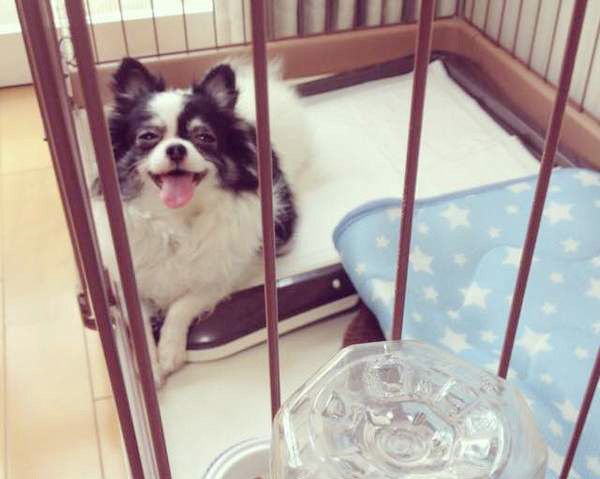 見つめるチワワ