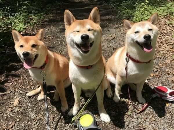 九ちゃん、六ちゃん、七ちゃん