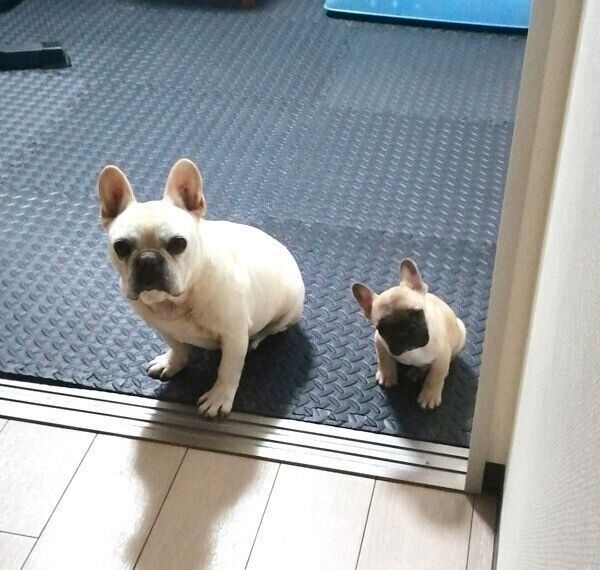 じっ…と熱い視線を送る小次郎くんと高虎くん