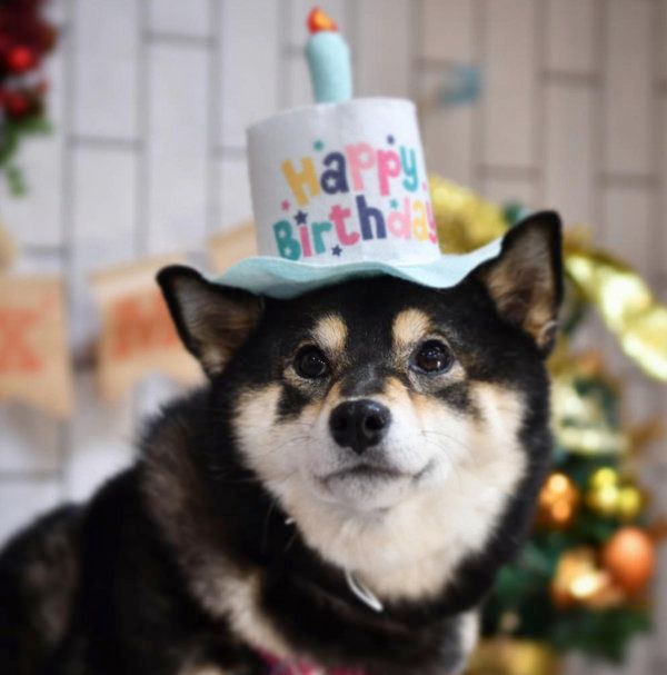 豆柴の吾子ちゃん