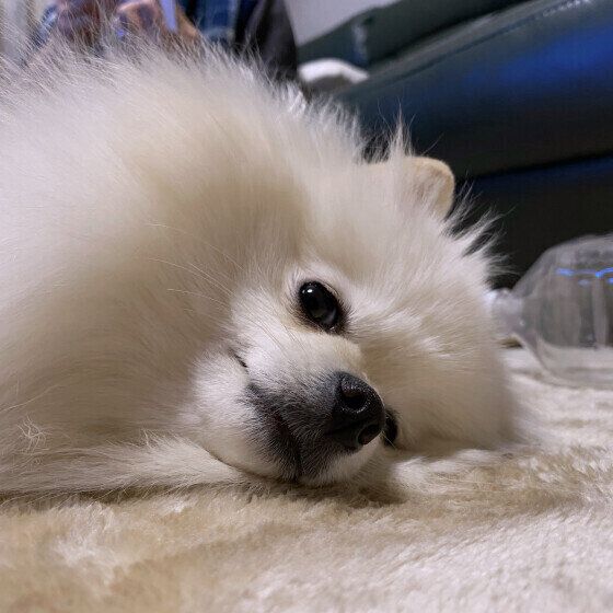 寝転がるポメラニアン