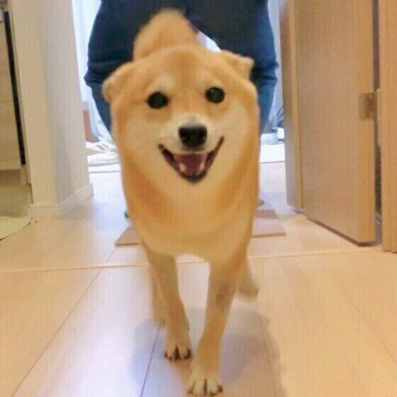 柴のおまめちゃん