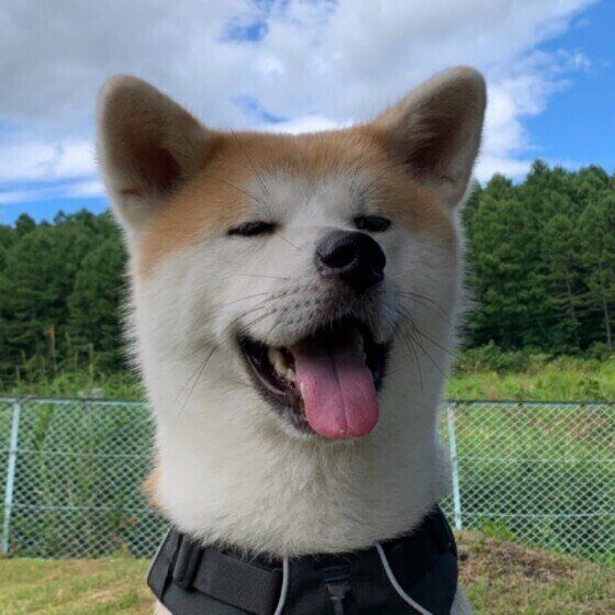 笑顔の秋田犬