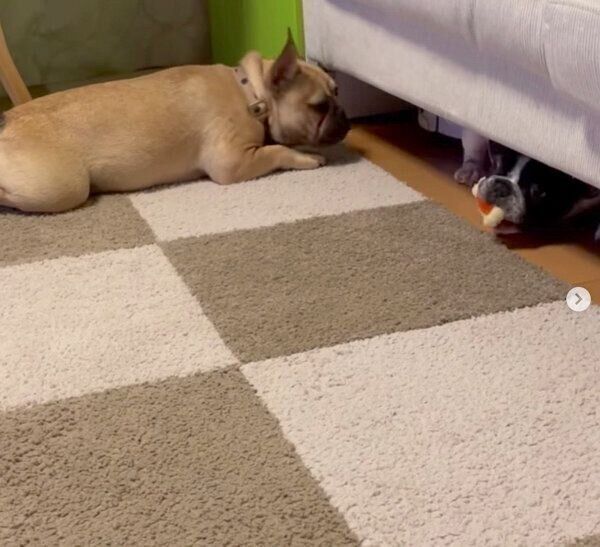 おもちゃで遊ぶうしたろうくんと、待ち伏せするわらびちゃん