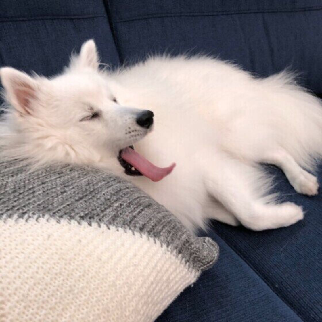 犬が自分のおしりを舐めるのは異変のサイン 違和感を放置すると悪化することも いぬのきもちweb Magazine 犬が自分のおしりを舐めるのは異変のサイン 違和感を放置すると悪化することも いぬのきもちweb Magazine