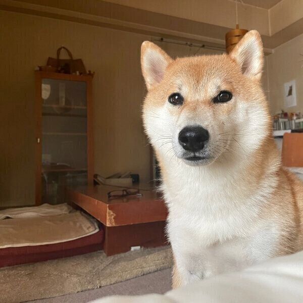 見つめる栗太郎くん