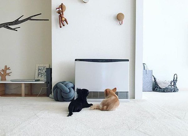 ストーブで温まるチワワ