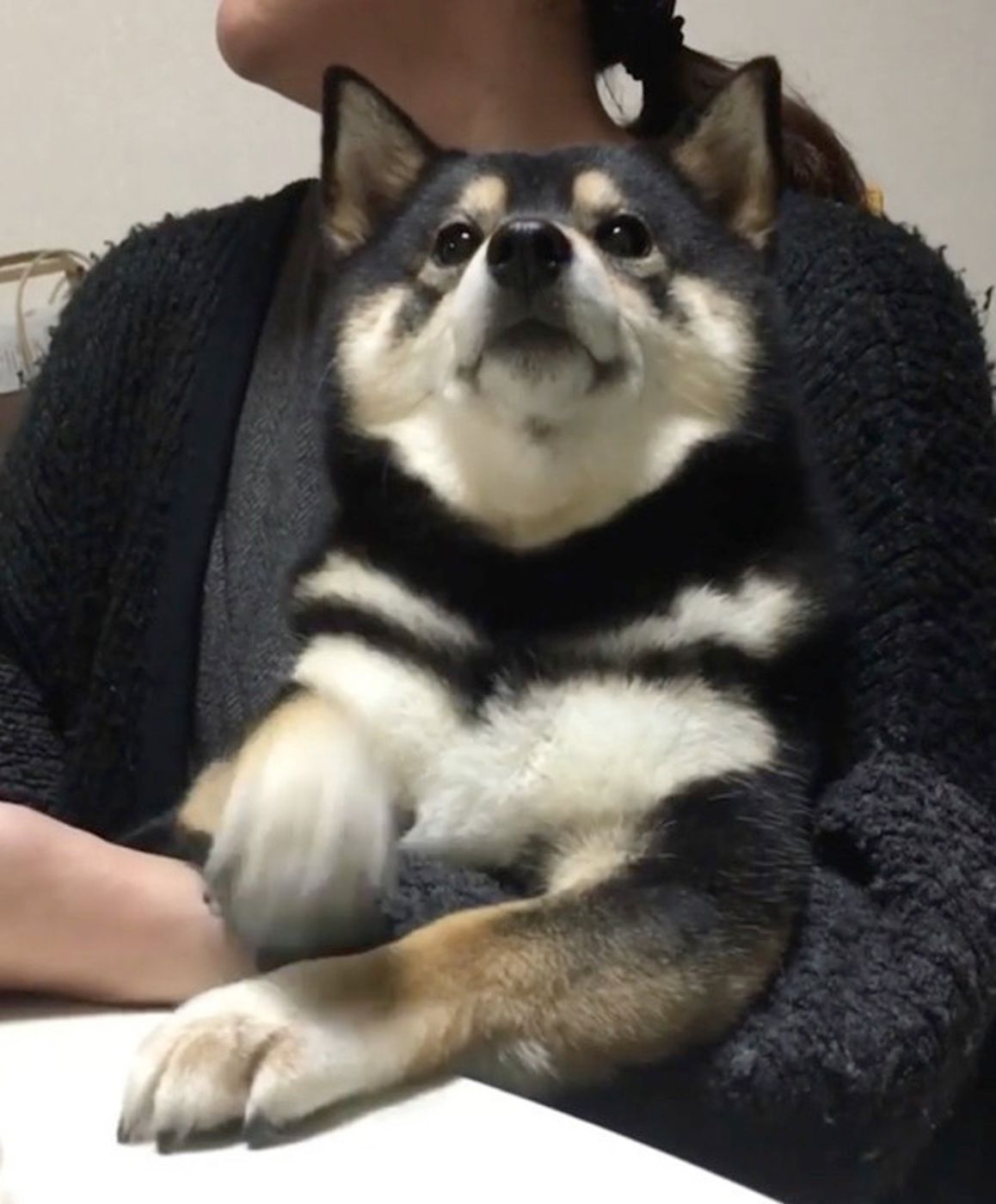 ゴハン 欲しいワン 黒柴ちゃんの サイレントおねだり が激カワ いぬのきもちweb Magazine ゴハン 欲しいワン 黒柴ちゃんの サイレントおねだり が激カワ いぬのきもちweb Magazine