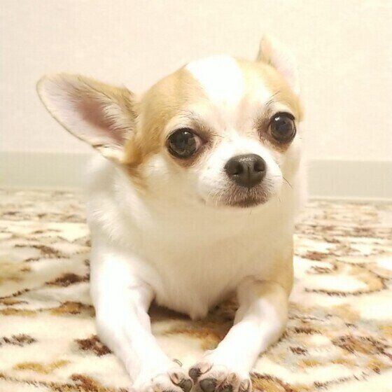 犬が決まった時間に鳴くのはなぜ 犬の不思議な4つの行動を解説 いぬのきもちweb Magazine