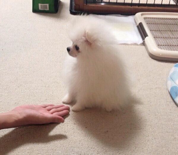 「オテ」を覚えたもちこちゃん