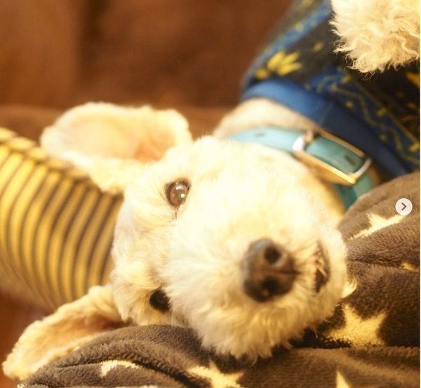 寝転がるこっぺぱんちゃん