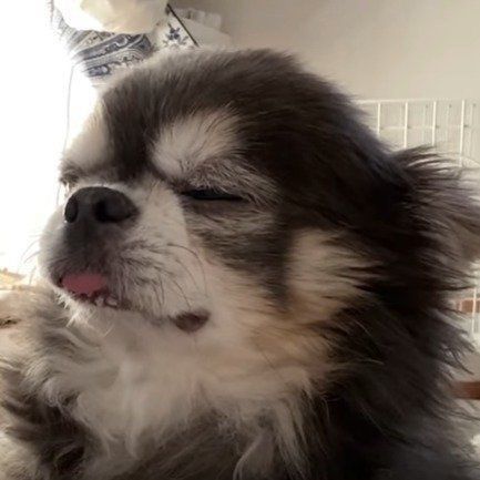 チワワ　ラズおじさん