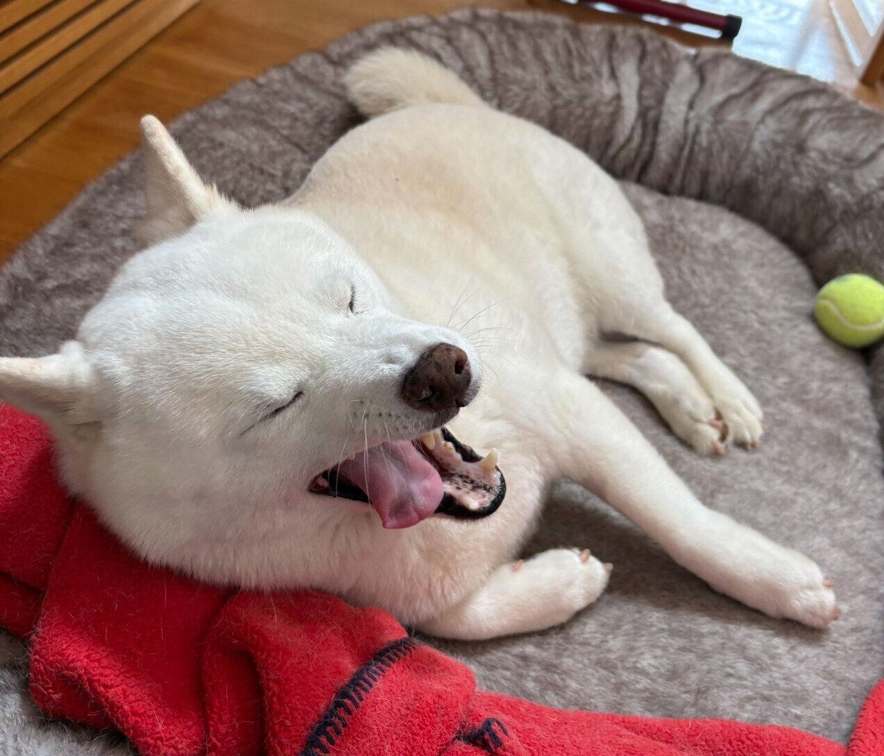 まったりする小豆ちゃん