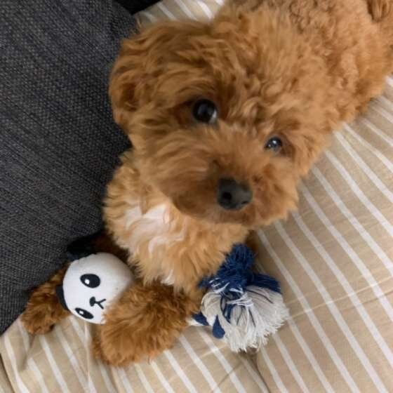 おもちゃで遊ぶトイ・プードル