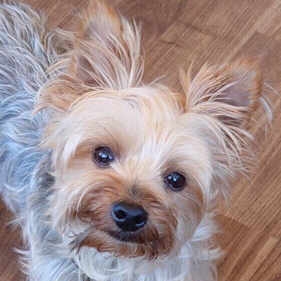 首を傾げるヨークシャー・テリア