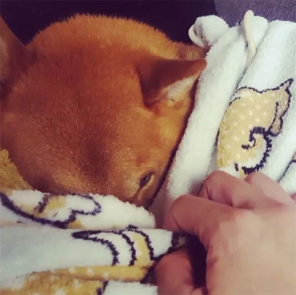 寝たふりをする柴犬