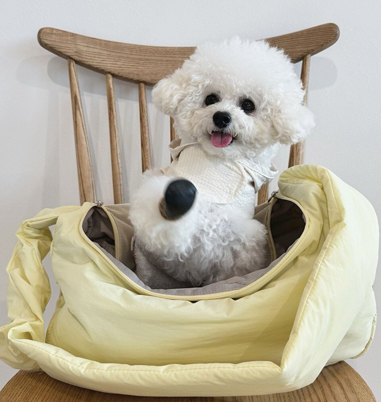 2才になった獅子丸くん