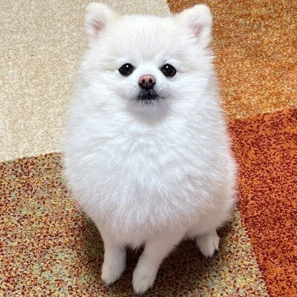 ぽんちゃんのお出かけ前の1枚