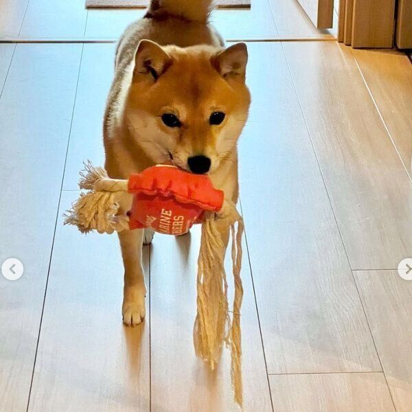 おもちゃをくわえて向かってくるおまめちゃん