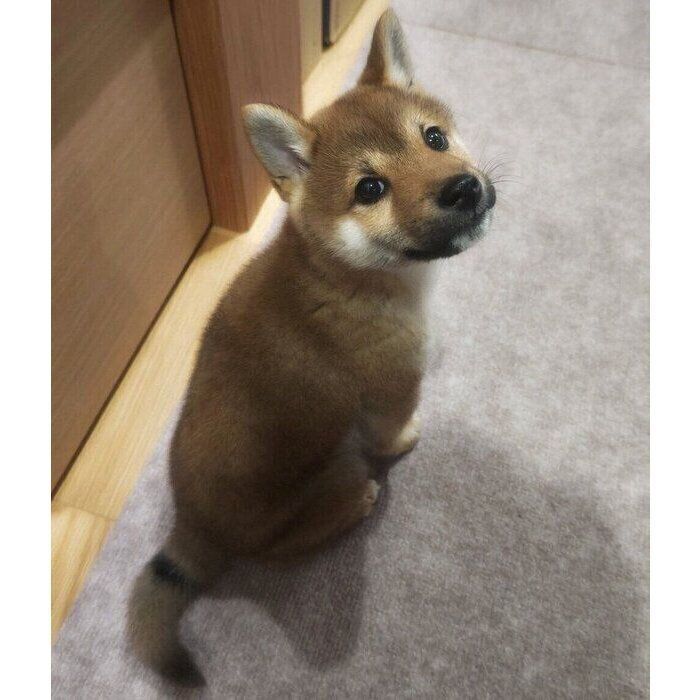 ゴハン待ちをするコロくん
