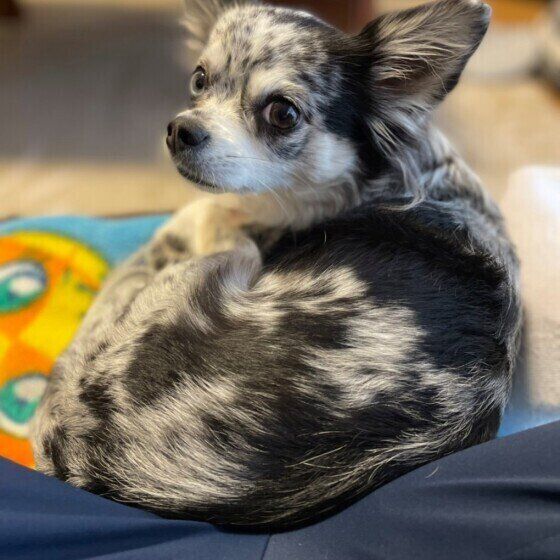 チワワのなっつちゃん