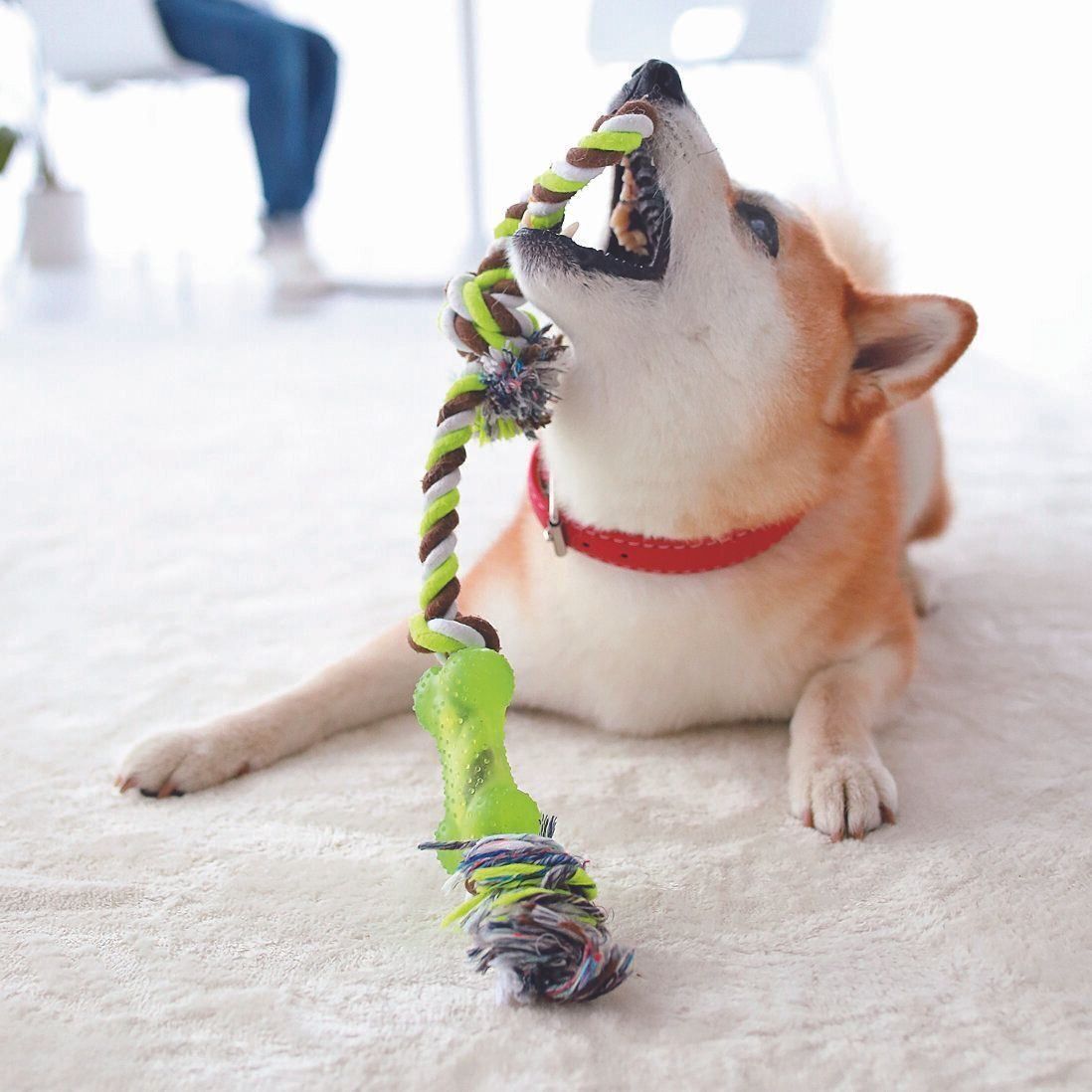 撮影／尾﨑たまき