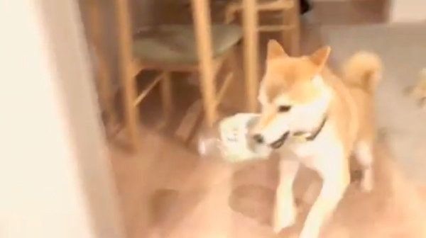 パパさんと追いかけっこをする柴犬のこてつくん