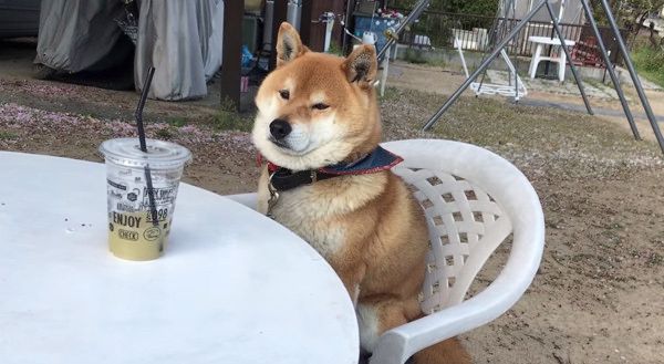 飼い主さんとお茶会をする柴犬