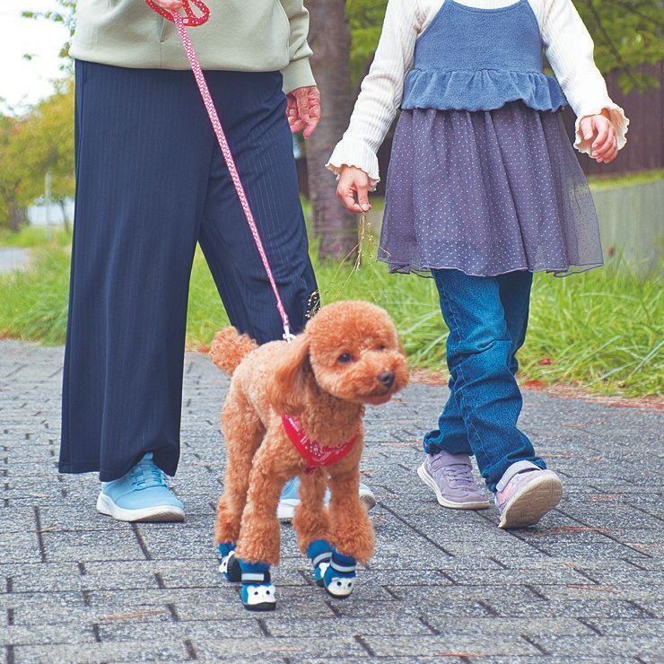 外で会うとまったく吠えない……