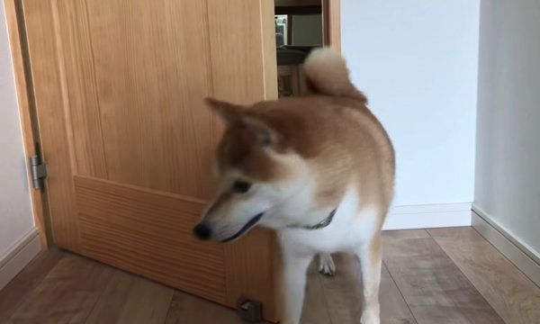 散歩を拒否する柴犬