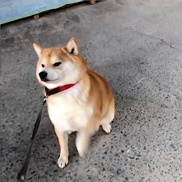 駄々っ子ワンコ