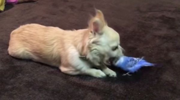 チワワとインコ