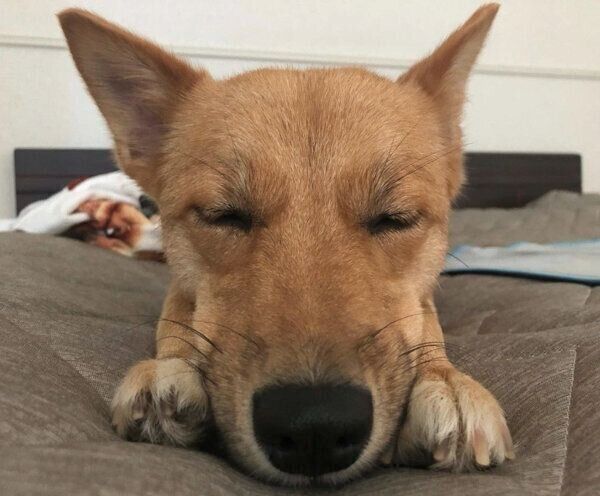 眠るむぎちゃん