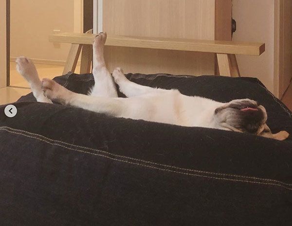 眠るフレンチ・ブルドッグ