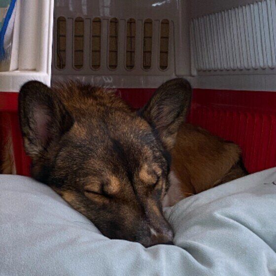 犬の寝床はどこが良い？あったかグッズに包まれて