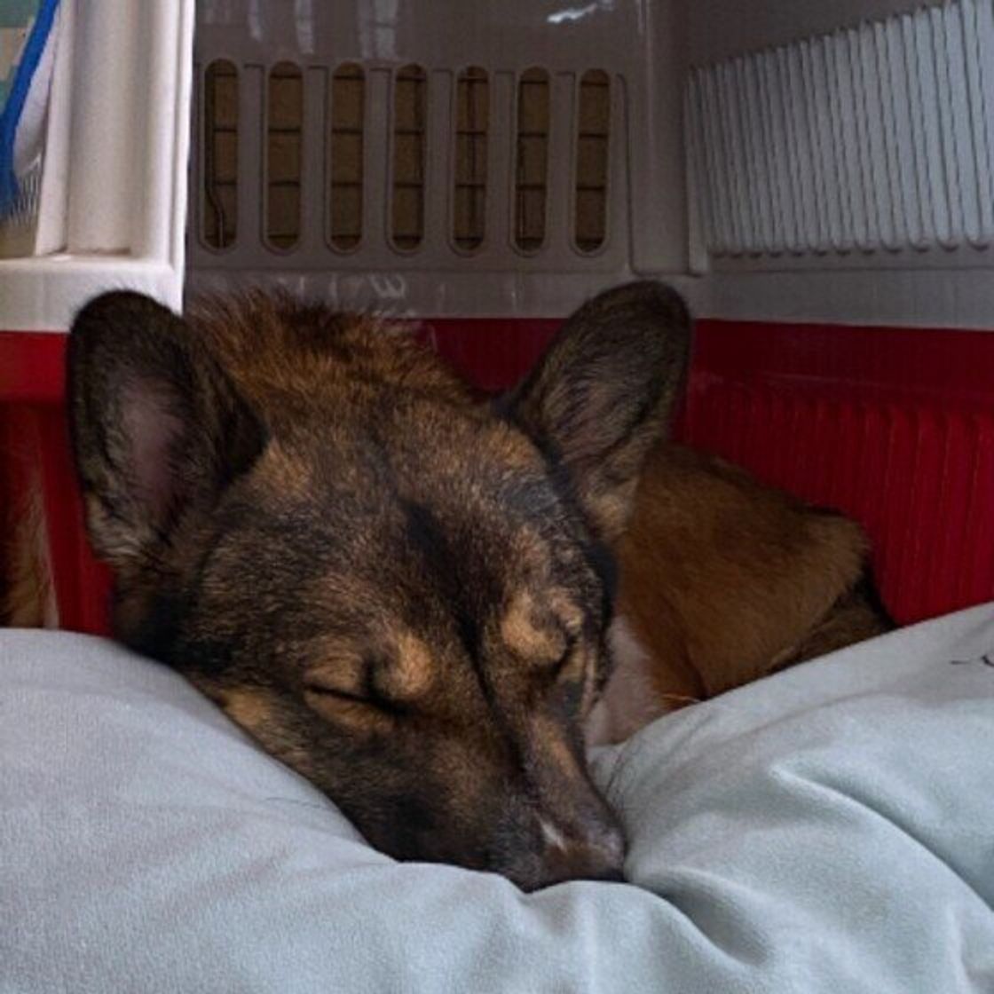 犬の睡眠中に起こる事故 を防ぐポイント 犬がよく眠れる寝床は いぬのきもちweb Magazine 犬の睡眠中に起こる事故 を防ぐポイント 犬がよく眠れる寝床は いぬのきもちweb Magazine