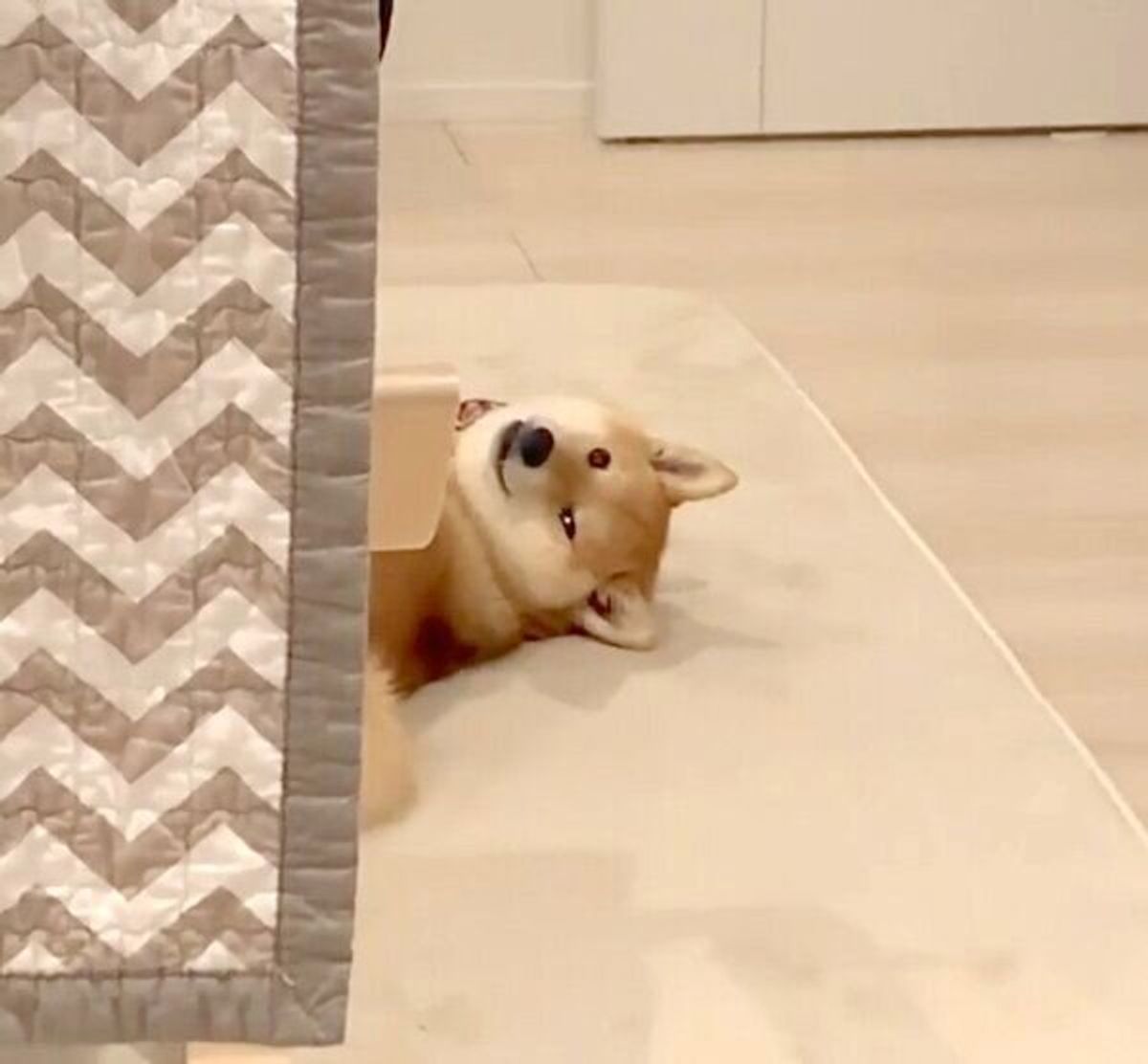 自分たちだけ ケンタッキー を食べるなんて ソファの陰からガン見してくる柴犬の圧がすごい いぬのきもちweb Magazine 自分たちだけ ケンタッキー を食べるなんて ソファの陰からガン見してくる柴犬の圧がすごい いぬのきもちweb Magazine