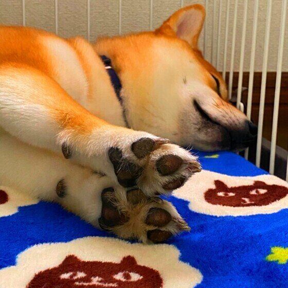 眠る柴犬