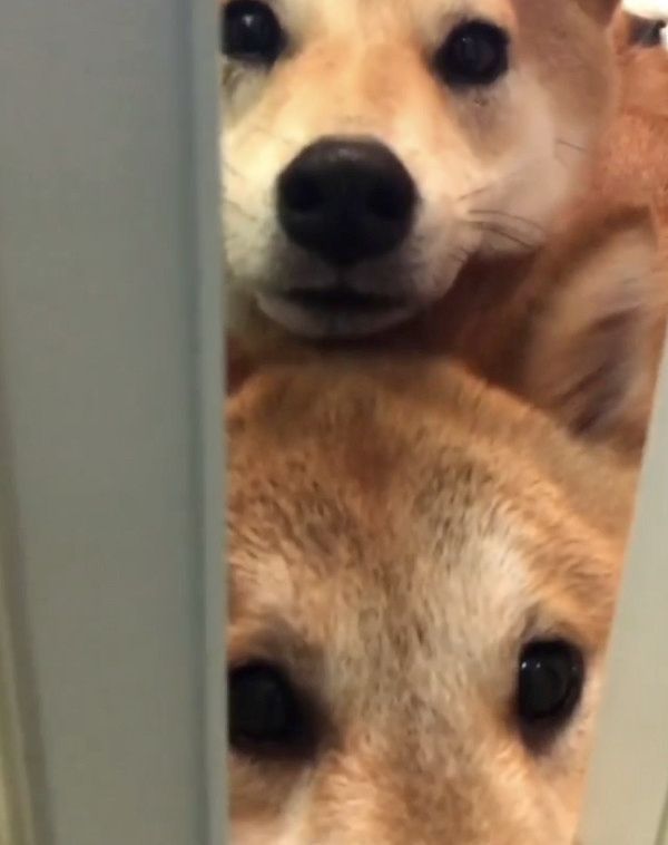 初シャンプーする柴犬