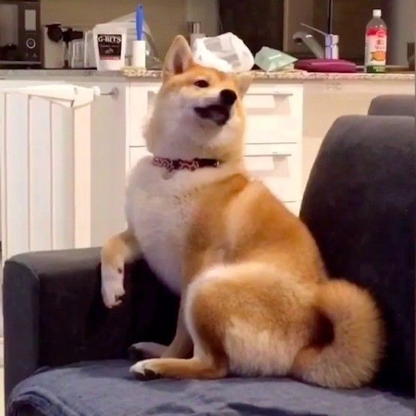 人間座りワンコ