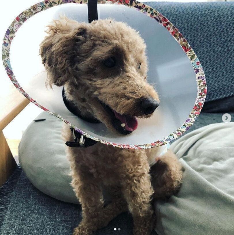 トイ・プードルのライムくん