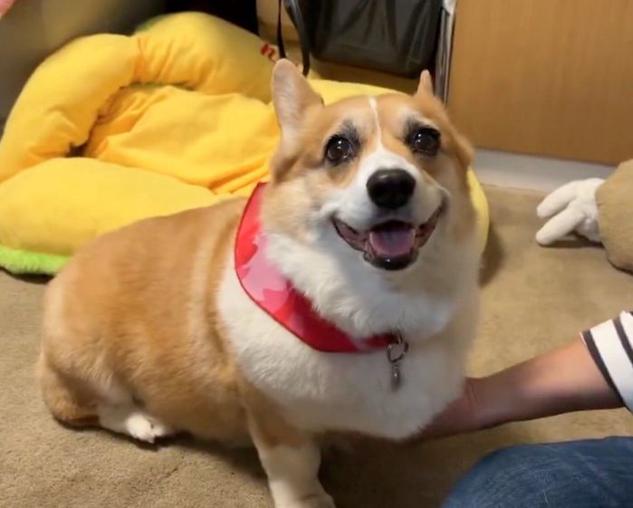 ニコニコ笑顔のはなちゃん