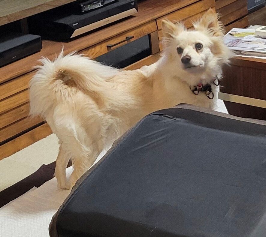 おやつ探しのときにはしっぽが上がるシャムちゃん