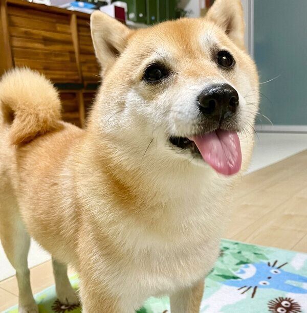 舌をペロッと出すこじろうくん