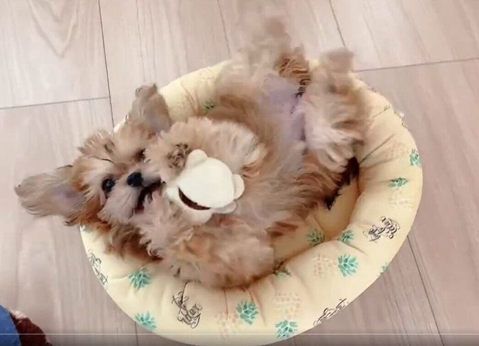 おもちゃで遊ぶ犬 生後4カ月