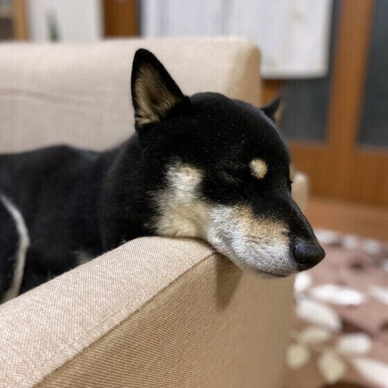 ソファで眠る柴犬のココアくん