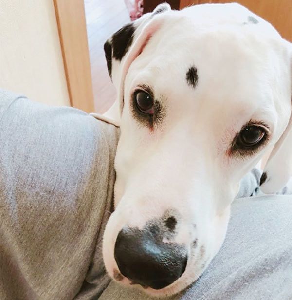 見つめるダルメシアン