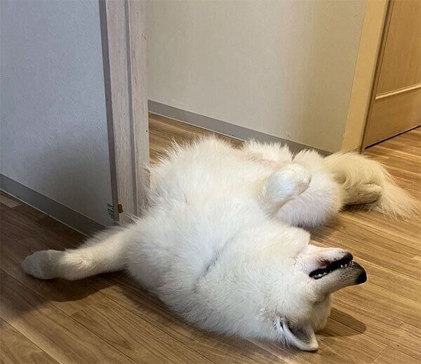 眠るとうふくん